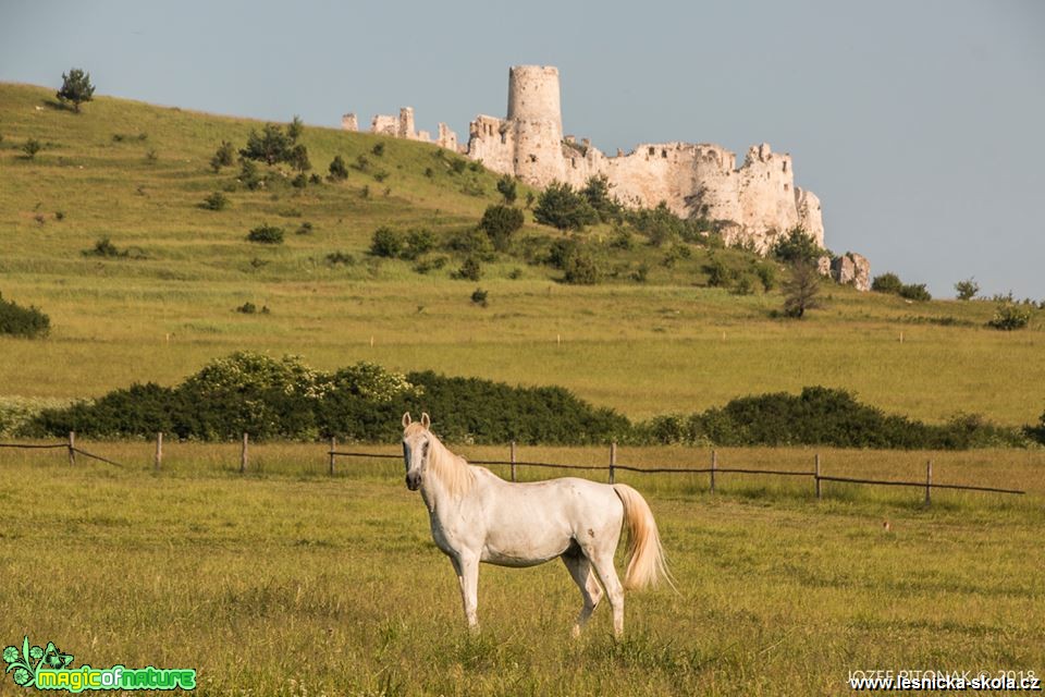 Na pastvě v podhradí - Foto Jozef Pitoňák 0618 (2)