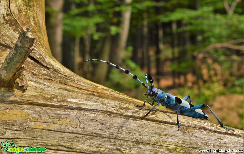 Tesařík alpský - Rosalia alpina - Foto Dušan Sedláček 0618