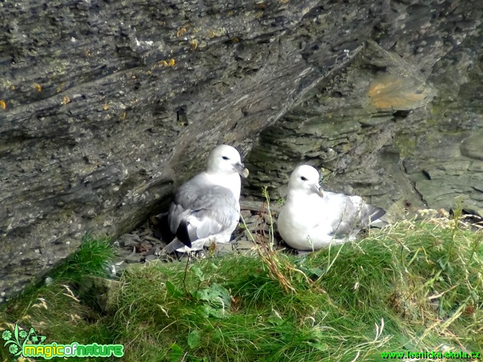 Buřňák lední -  Fulmarus glacialis - Foto Rudolf Sochor (1)