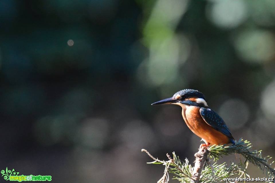 Ledňáček říční - Alcedo atthis - Foto Marie Vykydalová 0618 (1)