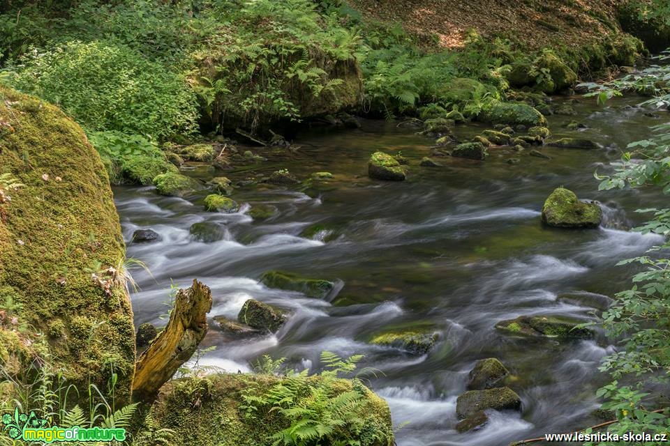 Soutěsky Kamenice - Foto Petr Germanič 0618