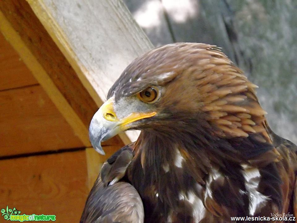 Orel skalní - Aquila chrysaetos - Foto Jiří Havel 0818 (3)