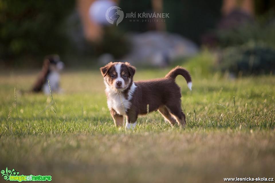 Hrátky se štěňaty - Foto Jiří Křivánek 0818 (4)