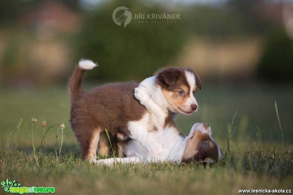 Hrátky se štěňaty - Foto Jiří Křivánek 0818 (7)