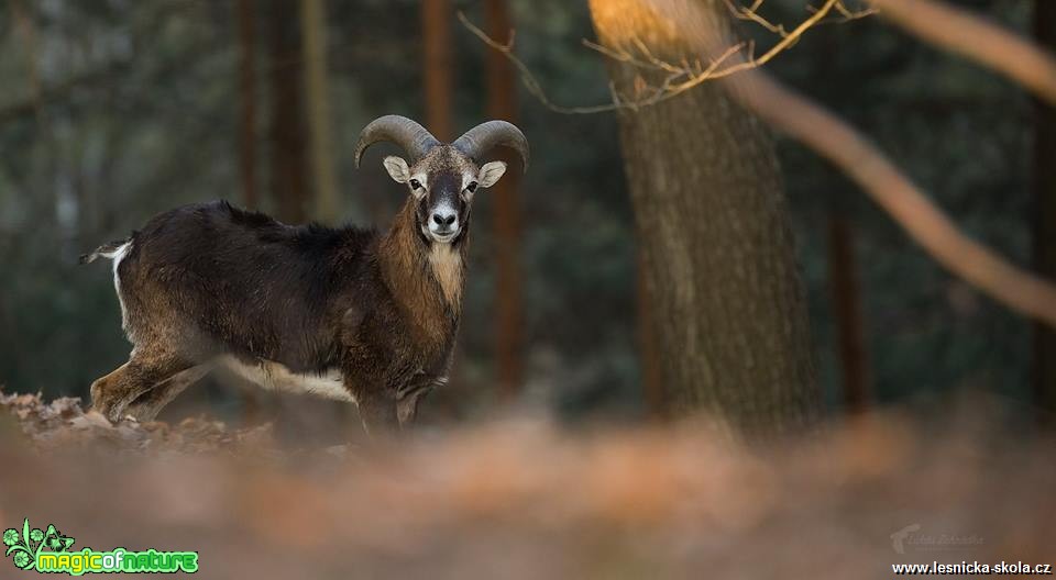 Mufloní zvěř - Foto Lukáš Zahrádka 0818 (1)