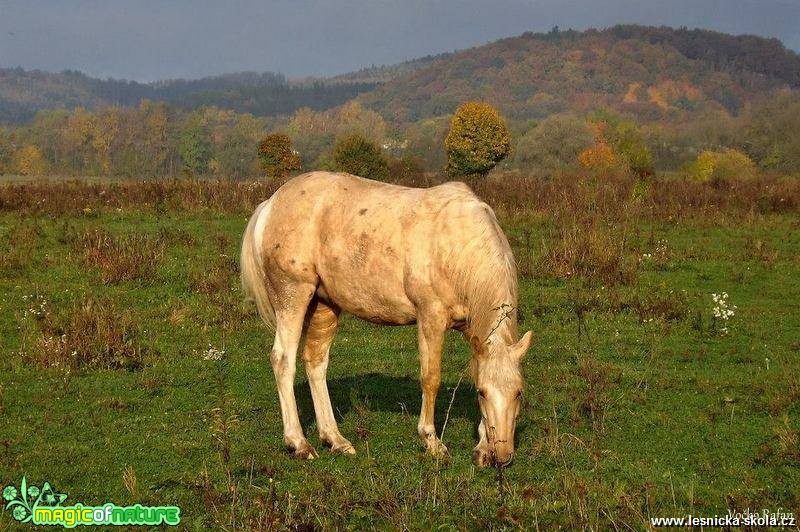 Podzimní pastva - Foto Jiří Havel 0918