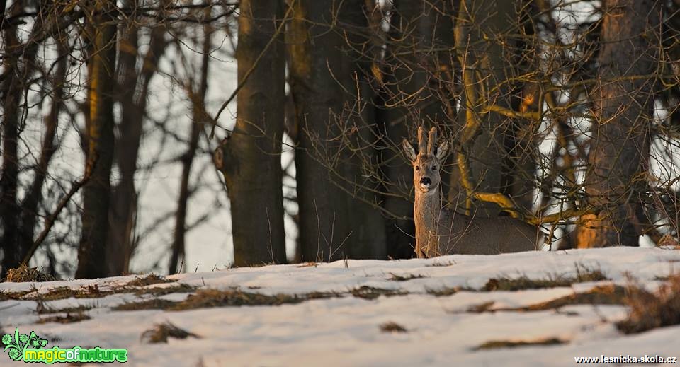 Srnec obecný - Foto Lukáš Zahrádka 0918