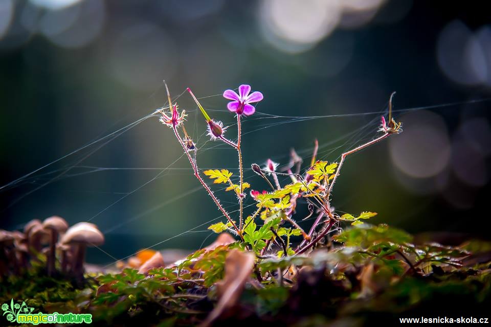 Arboretum Bílá Lhota - Foto Ladislav Hanousek 1018