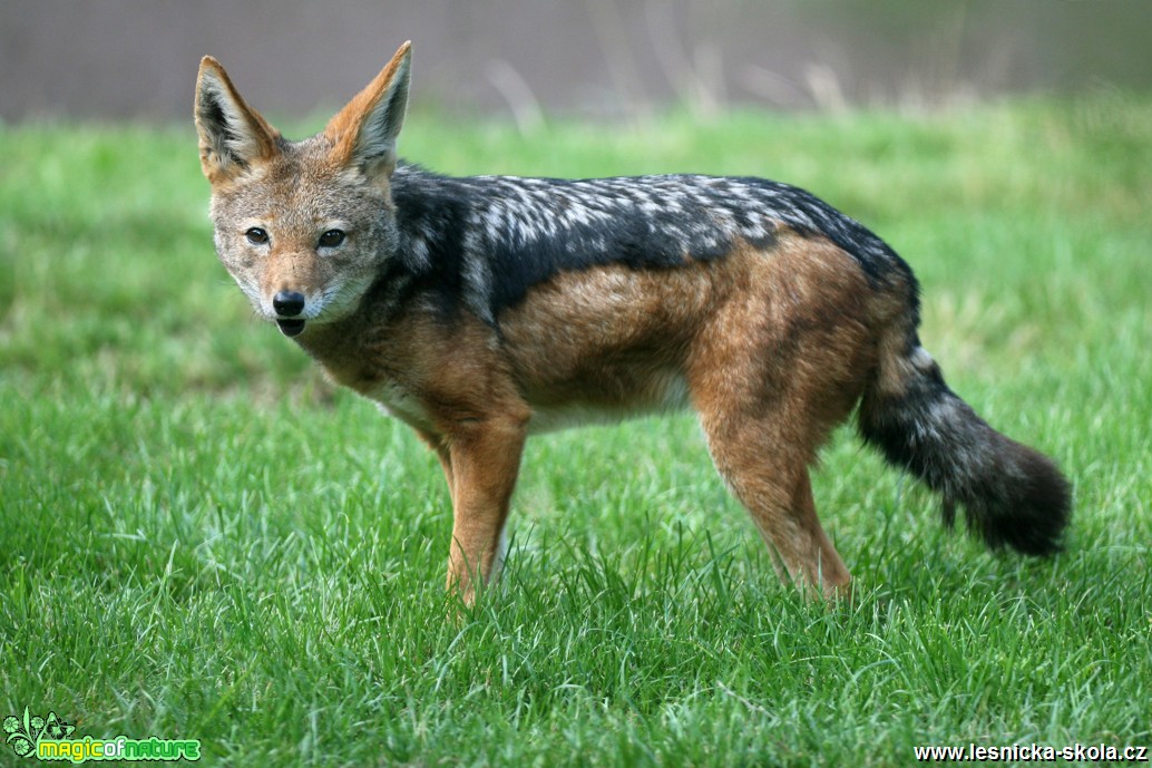 ZOO Dvůr Králové nad Labem - Šakal čabrakový - Foto Angelika Špicarová