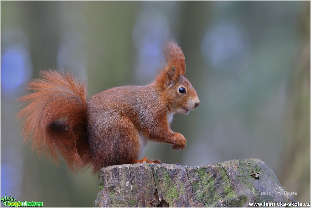 Veverka obecná - Sciurus vulgaris - Foto Monika Suržinová 1018 (9)