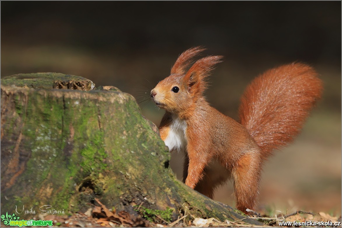 Veverka obecná - Sciurus vulgaris - Foto Monika Suržinová 1018 (5)