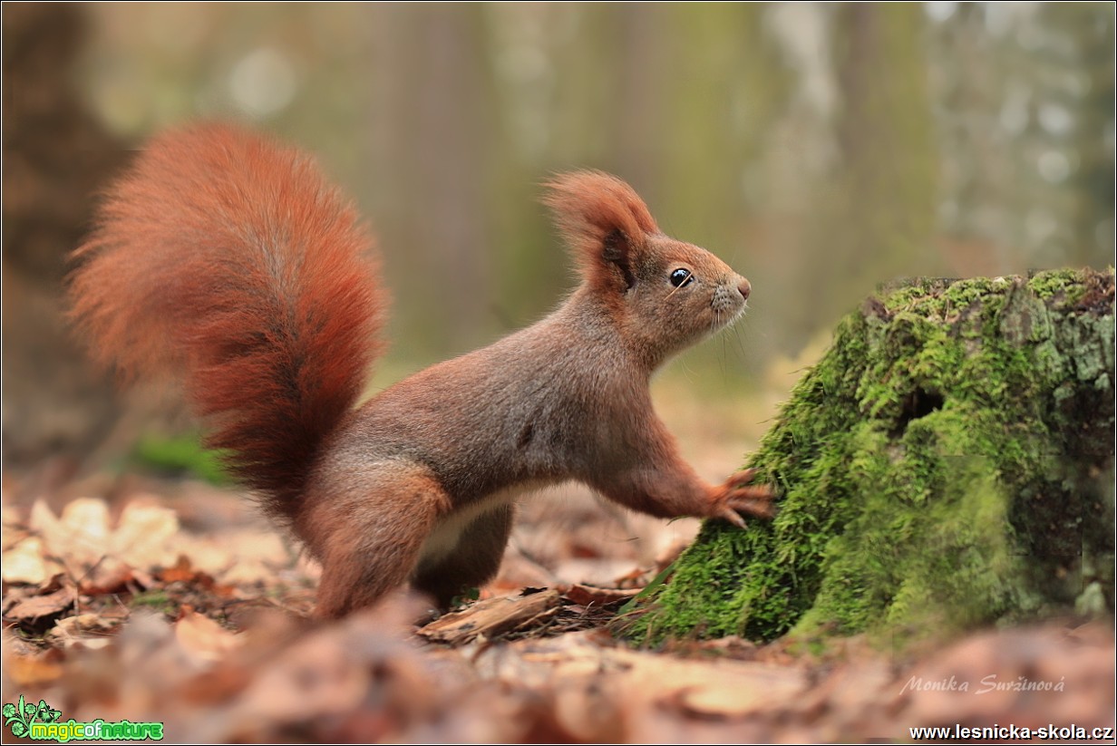 Veverka obecná - Sciurus vulgaris - Foto Monika Suržinová 1018 (1)