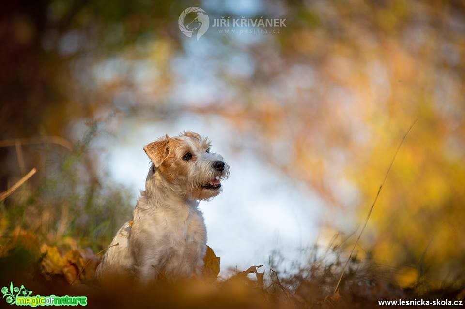 Fotografování pejsků - Foto Jiří Křivánek 1018 (4)