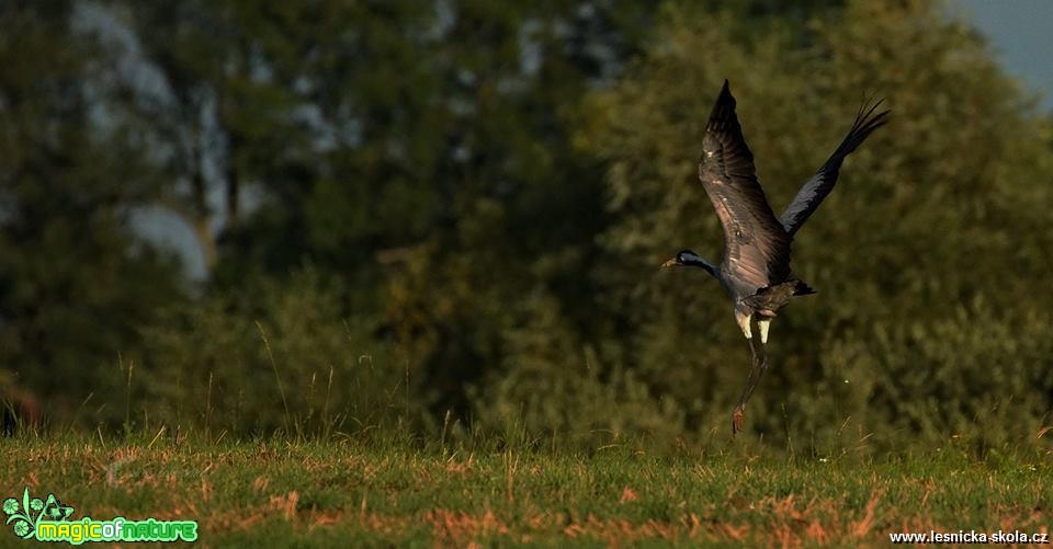 Podzimní jeřáb popelavý - Foto Lukáš Zahrádka 1118