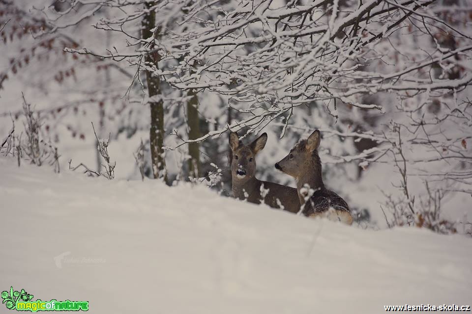 Na sněhu - Foto Lukáš Zahrádka 1118 (1)