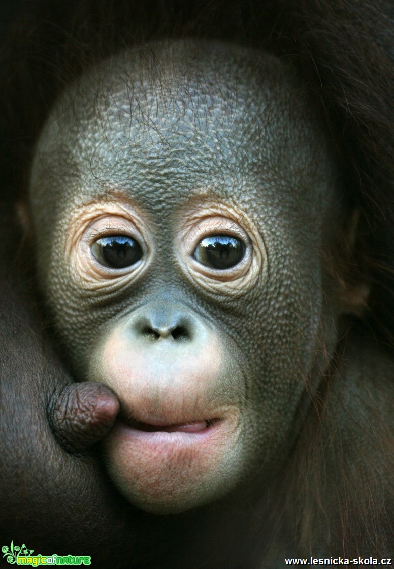 ZOO Ústí nad Labem - Orangutan bornejský - Foto Angelika Špicarová