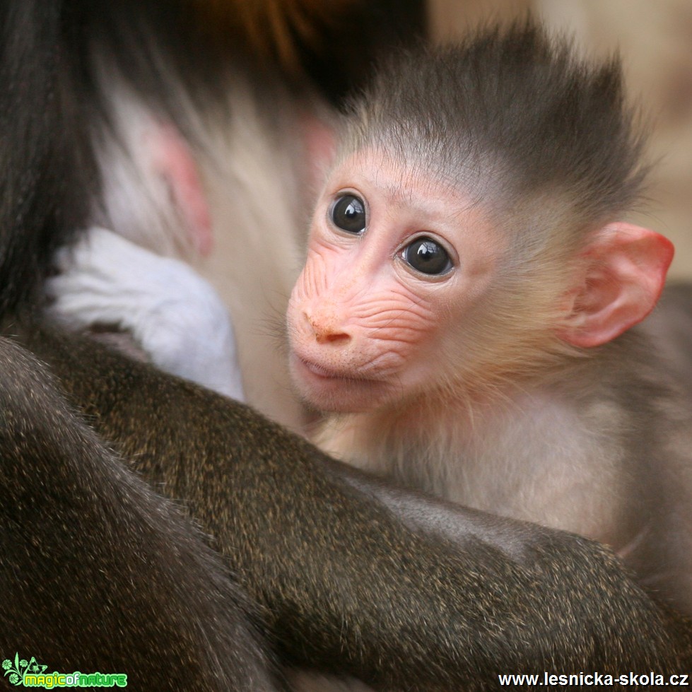 ZOO Ústí nad Labem - Mandril rýholící - Foto Angelika Špicarová (1)