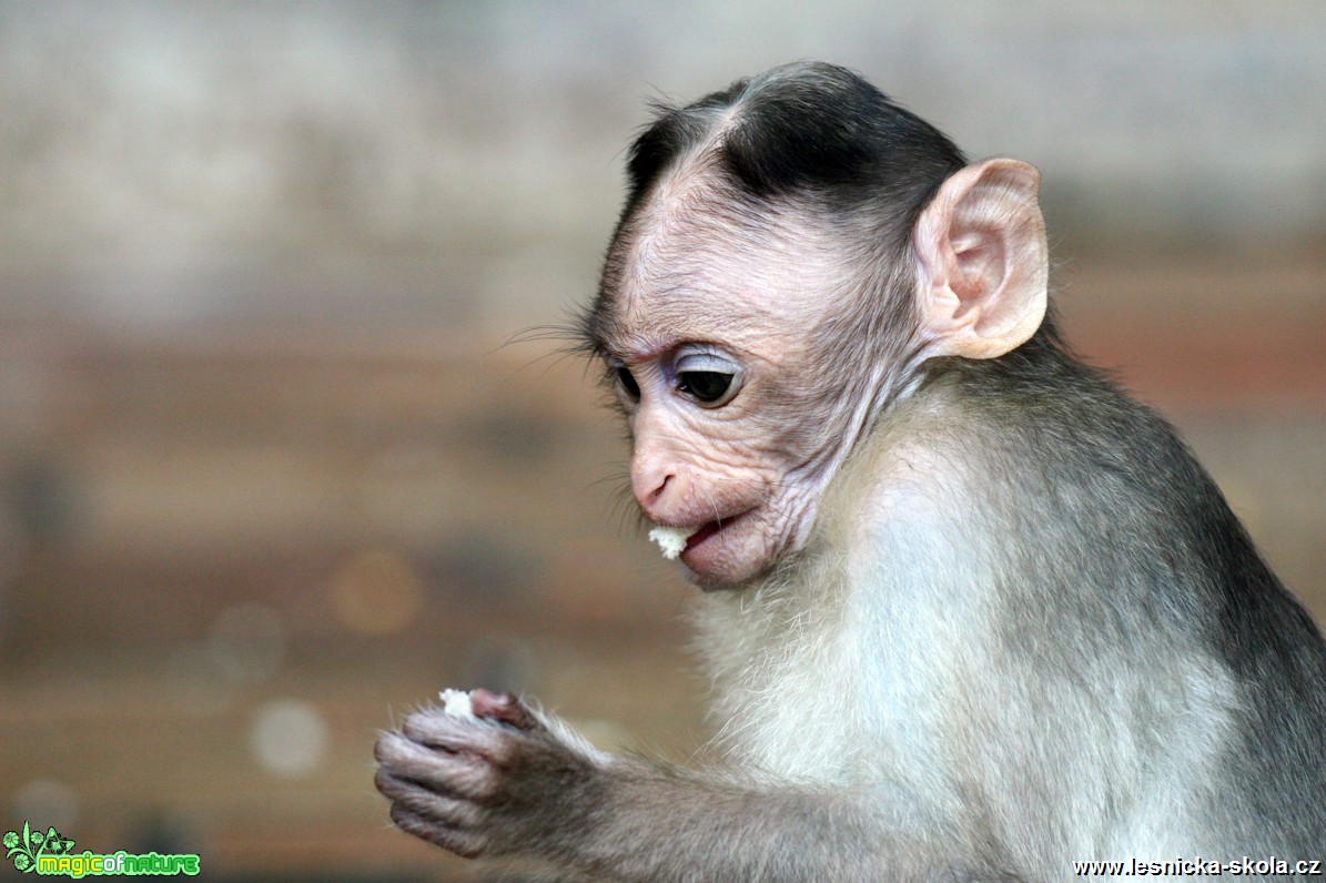 ZOO Ústí nad Labem - Makak kápový - Foto Angelika Špicarová (1)