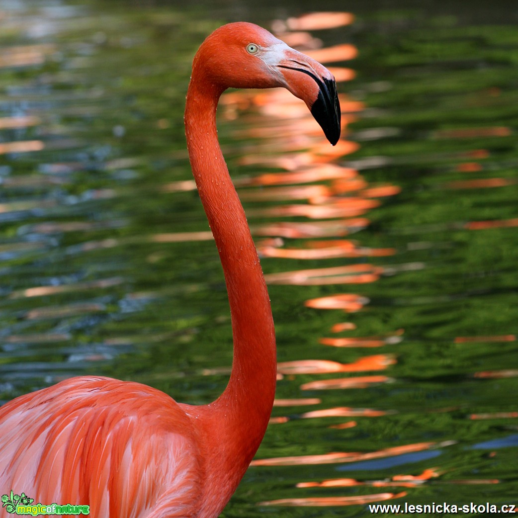 ZOO Praha - Plameňák kubánský - Foto Angelika Špicarová (1)