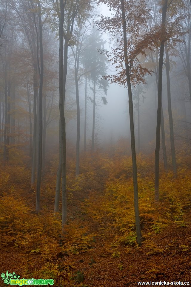 V mlžném lese - Foto Petr Germanič 1118