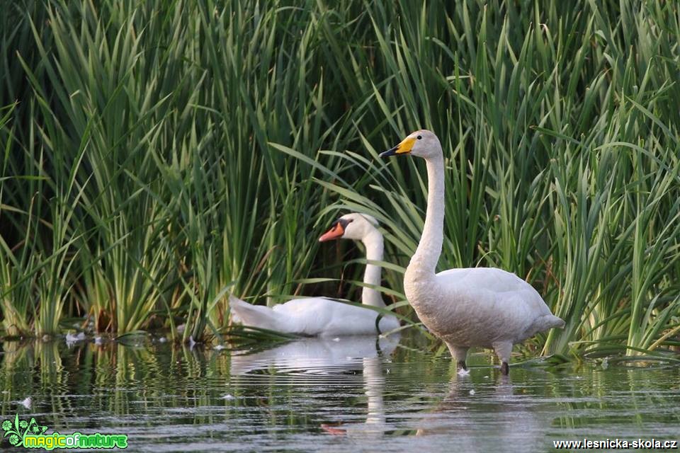 Labuť zpěvná - Cygnus cygnus - Foto Irena Wenischová 1118 (1)