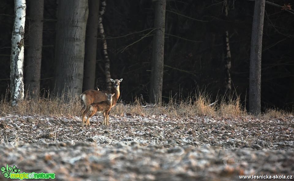 Lesní toulky - Foto Lukáš Zahrádka 1118 (4)