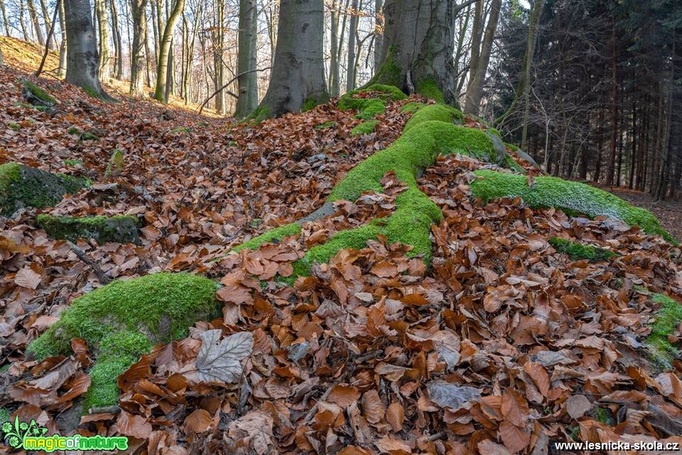 V lese - Foto Petr Germanič 1218 (2)