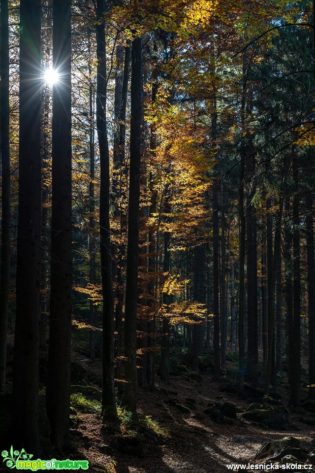 V lese - Foto Petr Germanič 1218