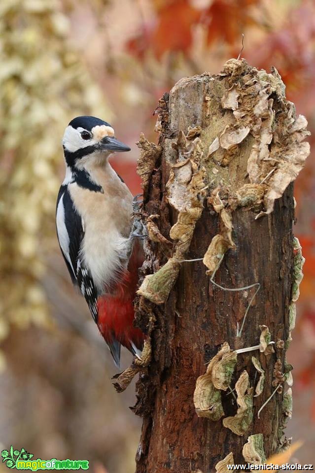 Strakapoud velký (Dendrocopos major - Foto Irena Wenischová 1218 (1)