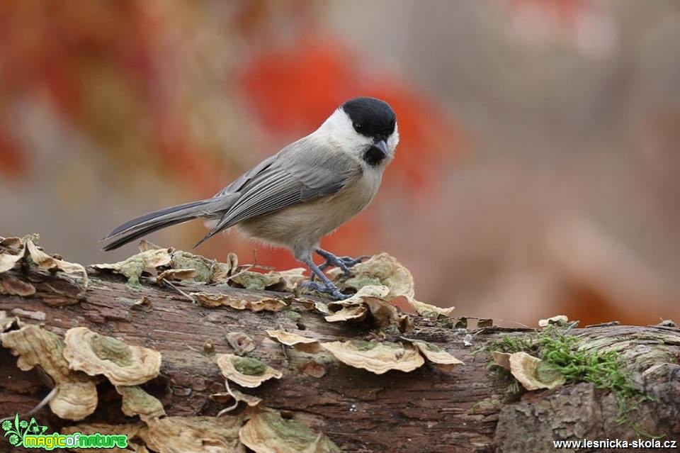 Sýkora lužní - Poecile montanus - Foto Irena Wenischová 1218