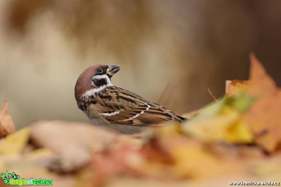 Vrabec domácí - Passer domesticu - Foto Irena Wenischová 1218 (1)