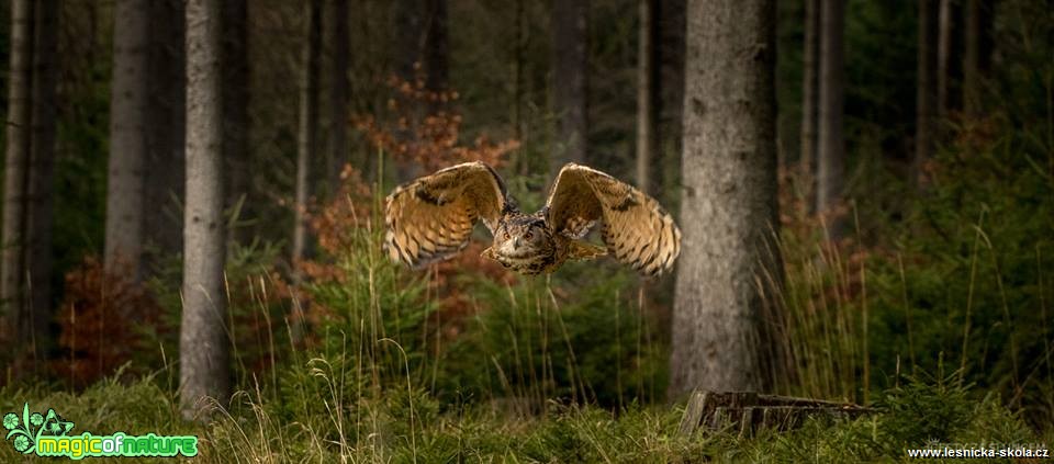 Výr velký - Bubo bubo - Foto Ladislav Hanousek 1218