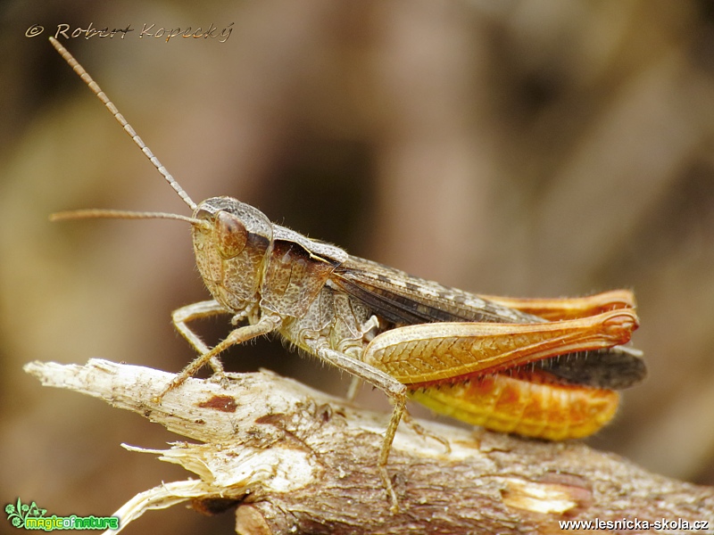 Saranče lesní - Chortippus vagans - Foto Robert Kopecký 0118