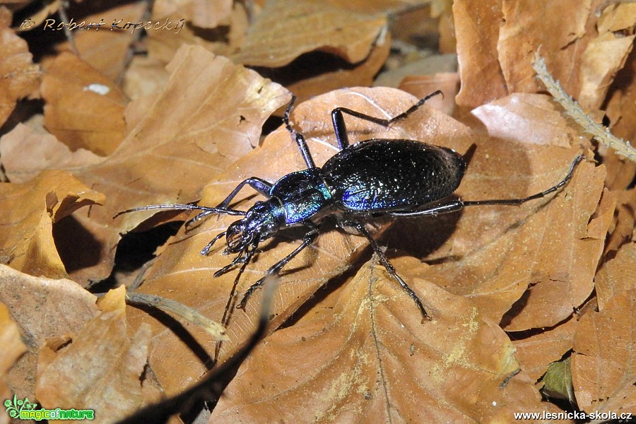 Střevlík svraštělý - Carabus intricatus - Foto Robert Kopecký 0118