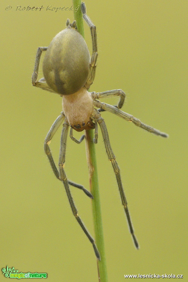 Zápřednice jedovatá - Cheiracanthium punctorium ♀ - Foto Robert Kopecký 0118