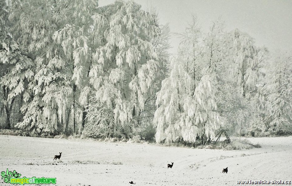 Zima - Foto Lída Burešová 0119