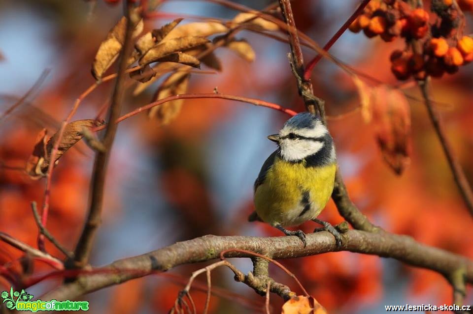 Sýkora modřinka - Cyanistes caeruleus - Foto Irena Wenischová 0119 (2)