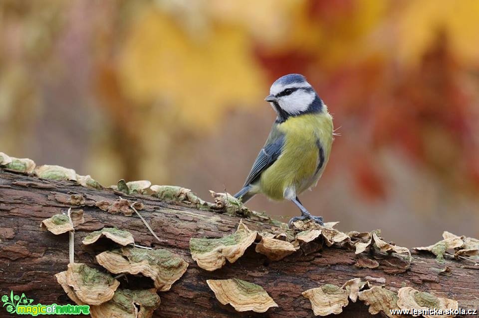 Sýkora modřinka - Cyanistes caeruleus - Foto Irena Wenischová 0119 (3)