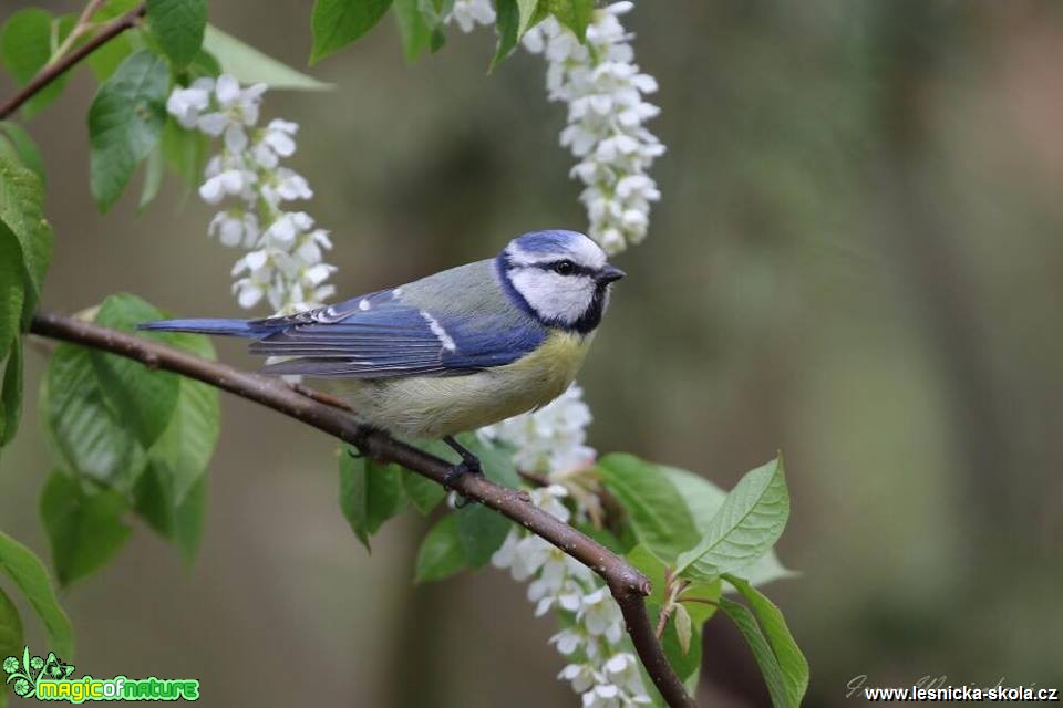 Sýkora modřinka - Cyanistes caeruleus - Foto Irena Wenischová 0119 (5)