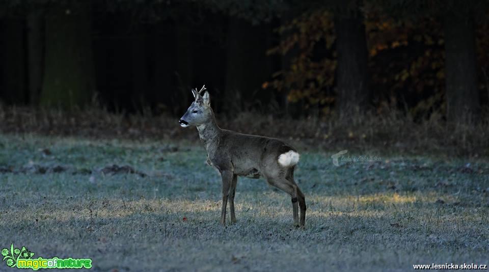 Listopadový srnec - Foto Lukáš Zahrádka 0119