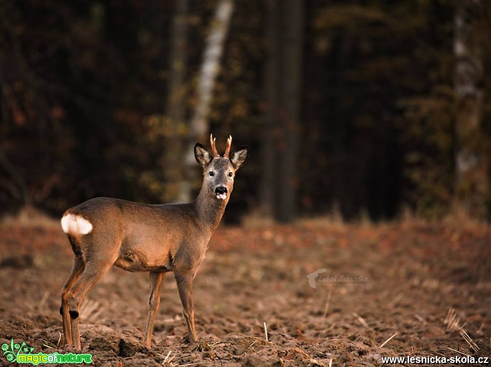 Setkání se srncem nad ránem - Foto Lukáš Zahrádka 0119