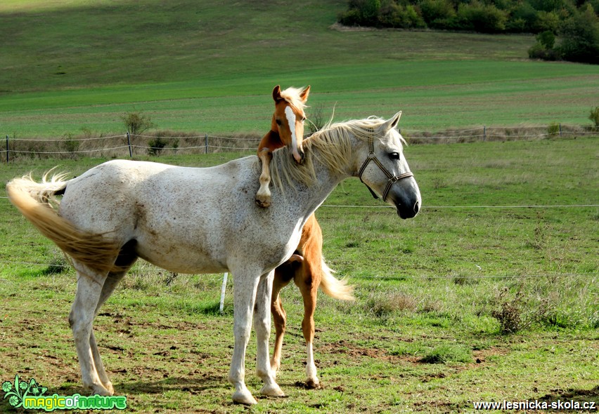 Koně - Equus caballus - Foto David Procházka