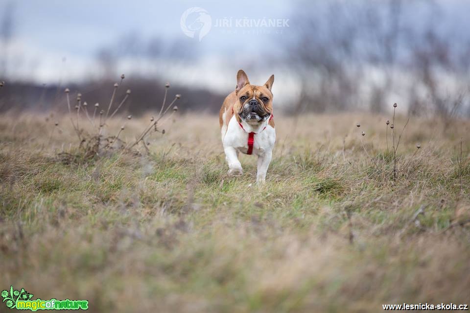 Fotohrátky s pejsky - Foto Jiří Křivánek 0119 (3)