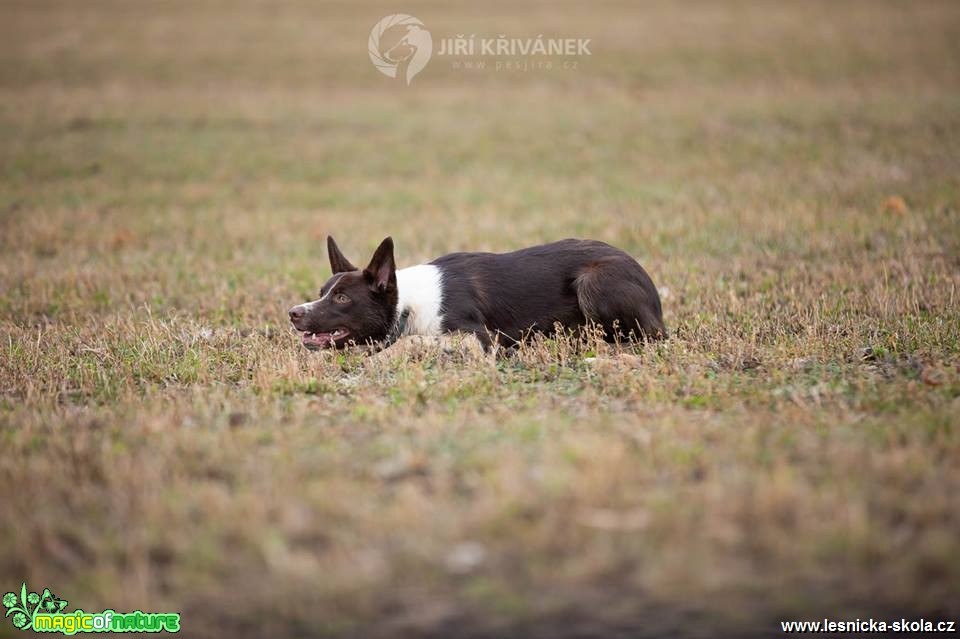 Fotohrátky s pejsky - Foto Jiří Křivánek 0119 (5)