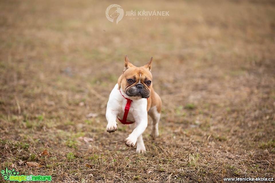 Fotohrátky s pejsky - Foto Jiří Křivánek 0119 (6)