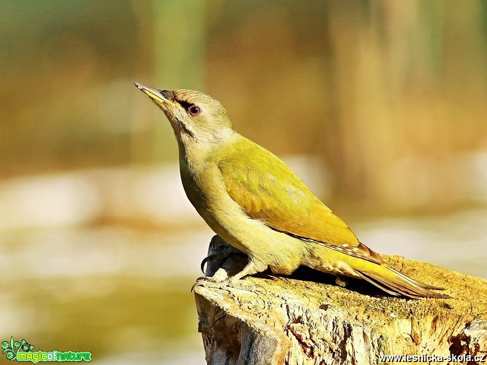 Žluna šedá - Picus canus - Foto Pavel Balazka 0119