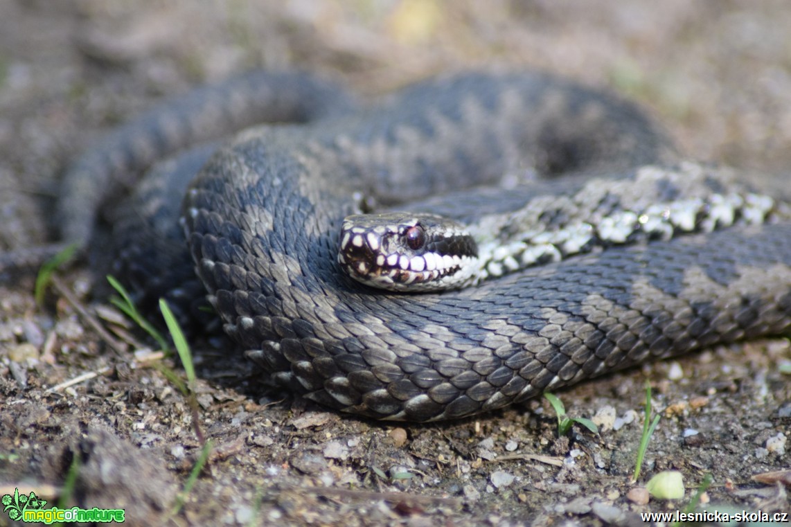 Zmije obecná - Vipera berus - Foto Marie Žďánská (2)