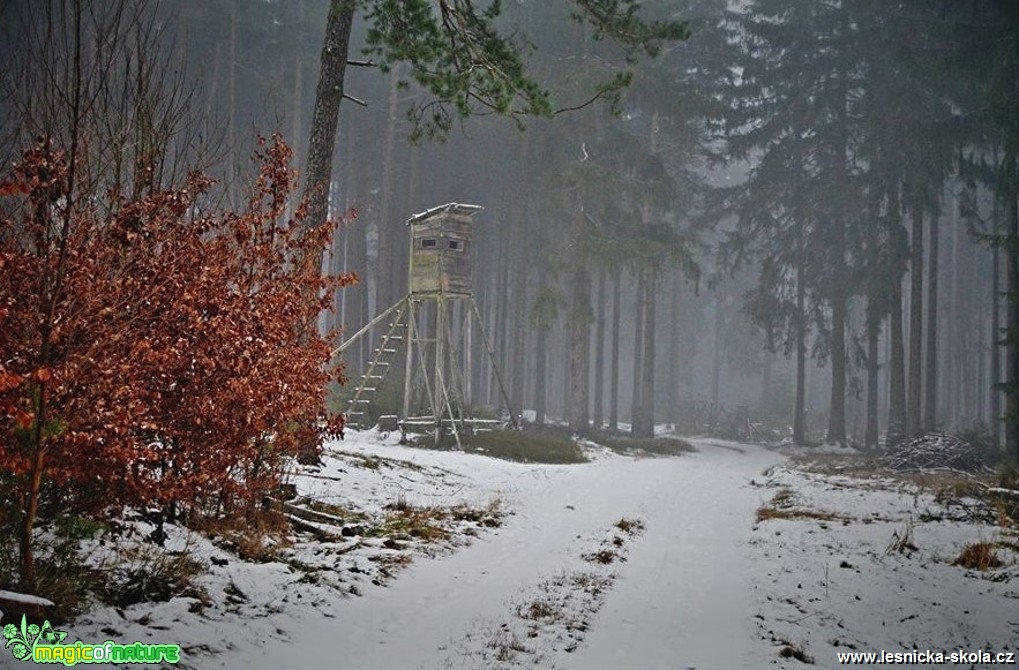 V zimním lese - Foto Lída Burešová 0119 (2)