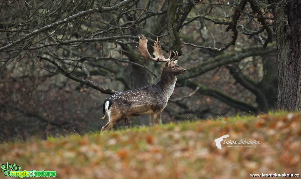 Daněk skvrnitý - Dama dama - Foto Lukáš Zahrádka 0219 (2)