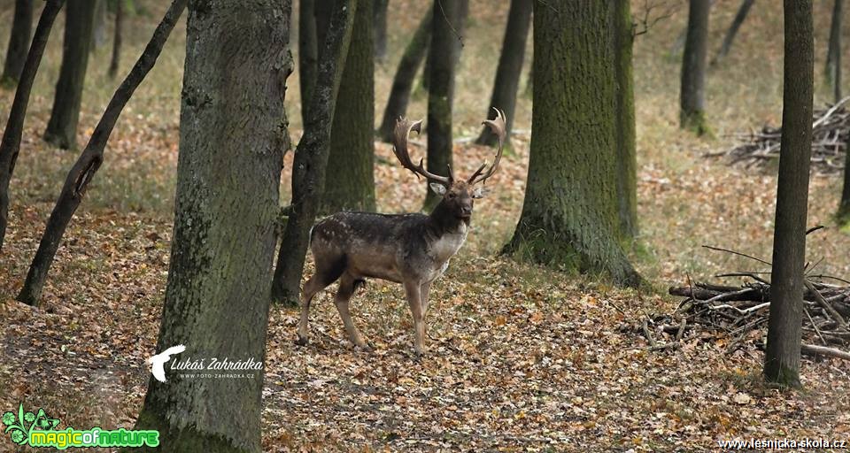 Daněk skvrnitý - Dama dama - Foto Lukáš Zahrádka 0219 (4)